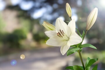 Obraz premium White Lilia flower on nature background