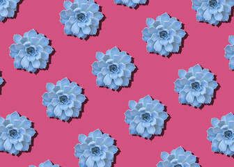 Succulent on apink background. Seamless pattern with succulent.