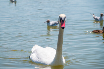 Fototapeta premium Graceful white Swan swimming in the lake, swans in the wild. Portrait of a white swan swimming on a lake.