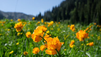 Spring field of orange flowers 