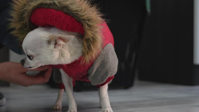 white chihuahua dog going for a walk and putting on his red jumpsuit. dog in clothes. 