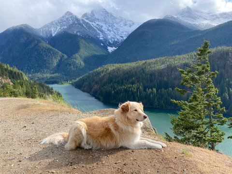 Dog laying down above Diable Lake in The North Cascade Mountains