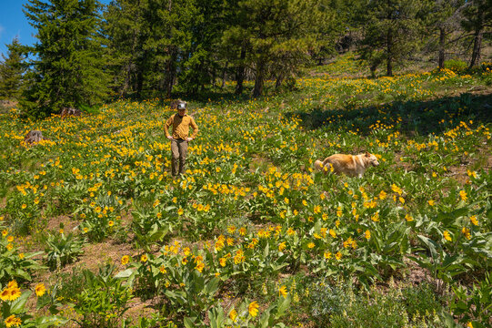 Male and dog walking through a field of wildflowers