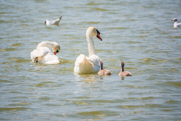 A pair of mute swans, Cygnus olor, swimming on a lake with its new born baby cygnets. Mute swan protects its small offspring. Gray, fluffy new born baby cygnets.