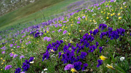 Field of purple flowers in the mountains 
