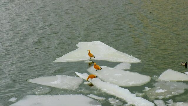 The ruddy shelduck or red duck ogar floats on an ice floe on the Moskva River, winter view. 
