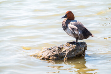 Beautiful duck, Common pochard male, Aythya ferina, standing on a lake shore.