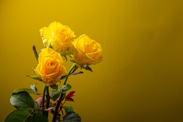 yellow roses on a yellow background vertical frame