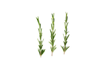 Rosemary. Fresh rosemary twig isolated on white background.