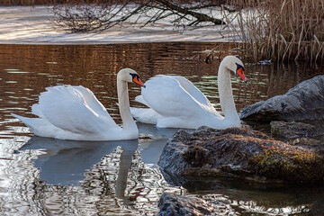 Two swans - Cygnus olor -  a male and a femal swan together © Herbert