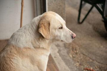 Domestic dog guarding the portal of a house in a border town