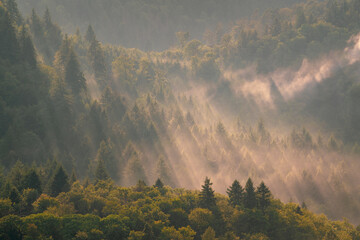 Trees cast long shadows on a foggy summer day in the Black Forest