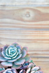 succulents in pot with wooden background