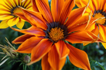 orange dahlia flower