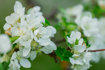 white flowers of apple tree close-up