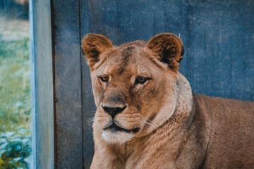 portrait of a lion