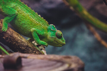 lizard on a tree