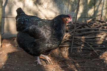 Portrait of a black hen in a chicken coop.