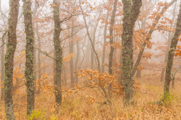 Fog among tree trunks in autumn
