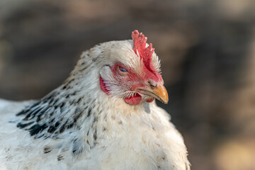 Portrait of a white hen in a chicken coop.