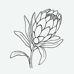 Hand drawn sketch of a protea flower. Vector stock illustration.