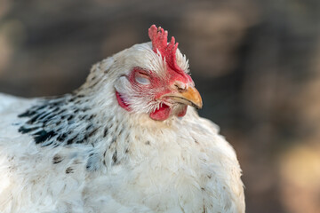 Portrait of a white hen in a chicken coop.