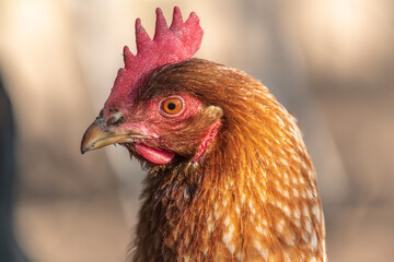 Portrait of a red hen in a chicken coop.