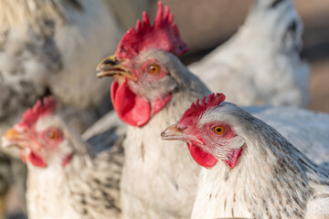 Group of hens drinking in a chicken coop