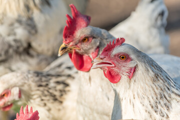Group of hens drinking in a chicken coop