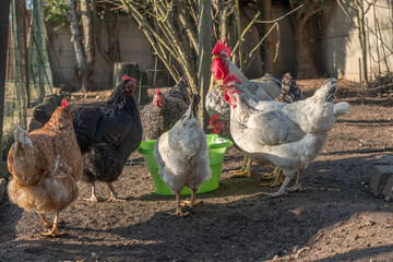 Group of hens drinking in a chicken coop