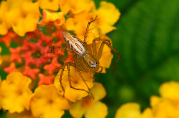 蜘蛛　クサグモ