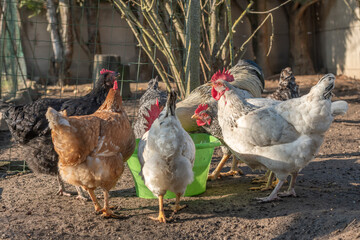 Group of hens drinking in a chicken coop