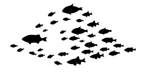 Silhouettes of groups of fishes on white. Vector