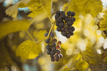Bunch of blue grapes hanging on vineyard in autumn day
