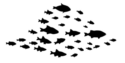 Silhouettes of groups of fishes on white. Vector