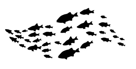Silhouettes of groups of fishes on white. Vector