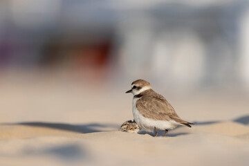 Kentish plover, father and baby bird