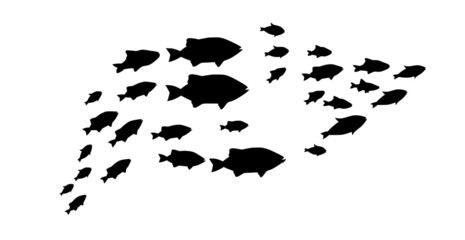Silhouettes of groups of fishes on white. Vector