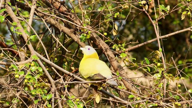 close up shot of Yellow footed green pigeon or yellow legged green pigeon bird on Jujube or ber fruit tree at forest of central india - Treron phoenicoptera