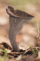Craterellus cornucopioides horn of plenty Black trumpet, dark brown almost black trumpet-shaped...
