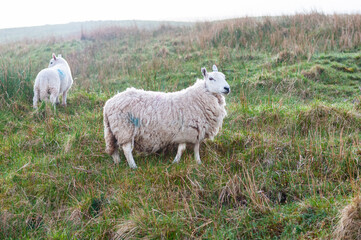 Sheep with her youngster on a hill in the Brecon Beacons National Park.