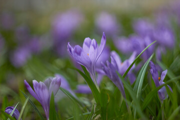 Spring purple crocuses (Crocus heuffelianus) The first spring flower.
