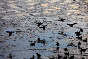 Ducks in winter on a frozen pond, blured