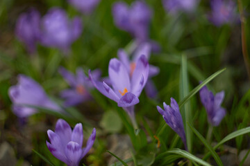 Spring purple crocuses (Crocus heuffelianus) The first spring flower.
