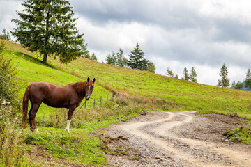 brown horse stands by the road in the mountains. countryside.