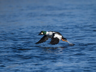 Male Common Goldeneye Taking Off From the River
