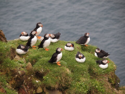 Puffins in the Faroe Islands