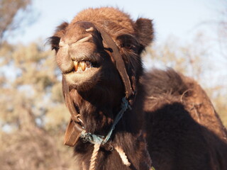 Close up camel portrait of dromedary camel in the Simpson Desert of outback Australia 