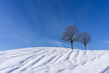 two single trees standing on a top of a hill with a lot of snow and sunny blue sky