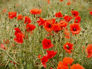 Red poppies in a field